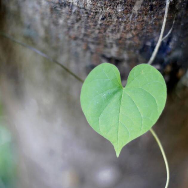 L'équilibre du coeur