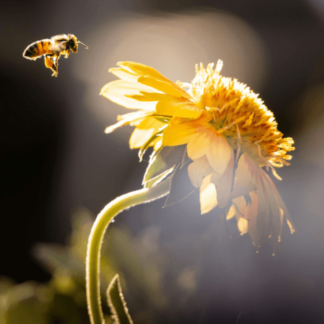Être en Fleur