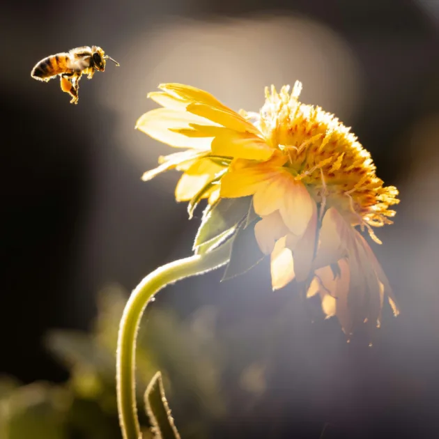 Être en Fleur
